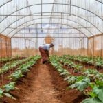 Mifumo ya chakula ndio kiunga kinachokosekana katika maendeleo ya kijamii – maswala ya ulimwengu